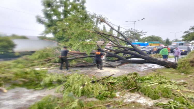 Hujan Lebat-Angin Kencang Landa Kota Padang, 29 Titik Lokasi Terjadi Pohon Tumbang 1 Petugas BPBD Padang mengevakuasi pohon tumbang yang disebabkan hujan lebat dan angin kencang. (Foto: Dok. BPBD Padang)