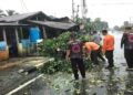 Hujan Lebat Disertai Angin Kencang Akibatkan Sejumlah Pohon Tumbang di Pariaman 3 Hujan Lebat Disertai Angin Kencang Akibatkan Sejumlah Pohon Tumbang di Pariaman