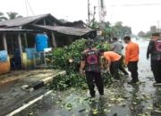 Hujan Lebat Disertai Angin Kencang Akibatkan Sejumlah Pohon Tumbang di Pariaman