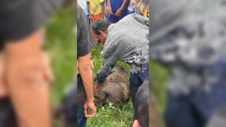 Diseruduk Babi Hutan, Seorang Warga Padangpariaman Luka-luka 1 Babi yang menyeruduk seorang warga hingga terluka kini kondisinya telah mati. (Foto: Dok. Tangkapan layer video)