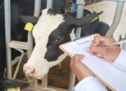 Program Makan Bergizi Gratis, Kementan Tegaskan tak Ada Rencana Impor Susu dari Vietnam