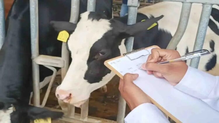 Program Makan Bergizi Gratis, Kementan Tegaskan tak Ada Rencana Impor Susu dari Vietnam 1 Petugas mencatat progres kesehatan hewan ternak sapi perah di kandang Koperasi SAE, Kecamatan Pujon, Kabupaten Malang. (ANTARA/Hanif Nashrullah)