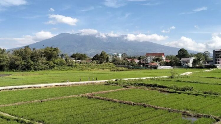 Sejumlah warga melintas di area persawahan dengan latar Gunung Marapi yang berada di Kabupaten Agam, Sumatera Barat. ((ANTARA/Muhammad Zulfikar).