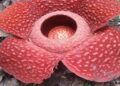 Bunga Rafflesia Mekar Sempurna, Ditemukan di Sekitar Perkebunan Warga Agam