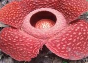 Bunga Rafflesia Mekar Sempurna, Ditemukan di Sekitar Perkebunan Warga Agam