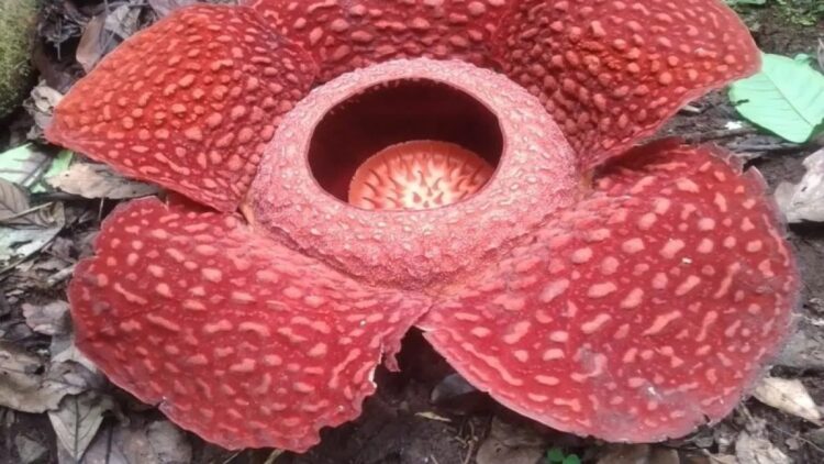 Bunga rafflesia jenis Arnoldii mekar sempurna pada hari pertama. Dok HO/Joni Hartono