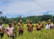 Pemkab Pasaman Barat Catat Luas Tanam Padi Capai 5.878 Ha per Mei 2025, Target Tahun Ini 20 Ribu Ha