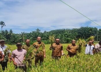 Pemkab Pasaman Barat Panen Perdana 85 Ton Padi dari Dana Desa