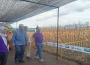 Pemkab Pasbar Pastikan Ketersediaan Pangan Mencukupi