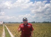 Antisipasi Gagal Panen, DTPH Pasaman Barat Ingatkan Petani Atur Jadwal Tanam