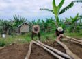 Sekelompok warga Marambuang, Nagari Baringin, Kecamatan Palembayan, Kabupaten Agam sedang membangun kandang komunal, Rabu (9/10). (Dok. Antara/Yusrizal)