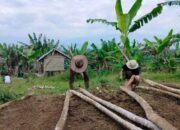 Lindungi Ternak Warga di Agam, BKSDA Sumbar Bangun Tiga Kandang Komunal