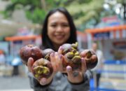 Program Pemberdayaan BRI Dorong Klaster Usaha Manggis di Bali Perluas Jaringan Pemasaran