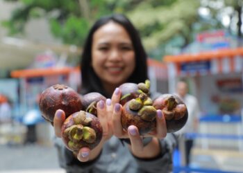Program Pemberdayaan BRI Dorong Klaster Usaha Manggis di Bali Perluas Jaringan Pemasaran