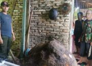 Hujan dan Angin Kencang Sebabkan Sejumlah Pohon Tumbang dan Longsor di Padang