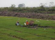 Musim Kemarau, 5,25 Hektare Sawah di Tanah Datar Gagal Panen dan Rugi 27 Ton Gabah