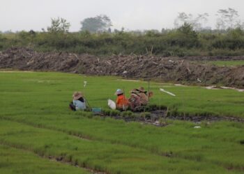 ilustrasi pengerjaan cetak sawah. (dok. Humas Kementan)