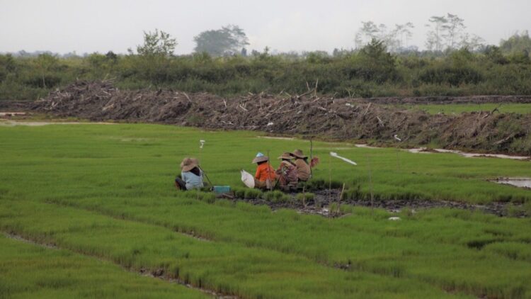 ilustrasi pengerjaan cetak sawah. (dok. Humas Kementan)