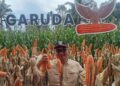 Kepala Dinas Tanaman Pangan dan Hortikultura Pasaman Barat Doddy San Ismail saat panen jagung di kelompok tani Kecamatan Luhak Nan Duo. (Antara/Altas Maulana)