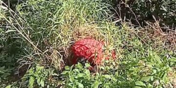 Kasus Temuan Mayat Terbungkus Kain Merah di Sitinjau Lauik, Polisi Tangkap Satu Pelaku 8 Penemuan mayat dalam jurang Sitinjau Lauik pada Senin (14/10/2024). (dok. tangkapan layar)