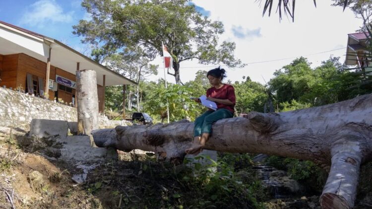 Tak Lagi jadi Daerah Tertinggal, Pemprov Sumbar Tetap Kucurkan Tunjangan Guru di Mentawai 1 Seorang siswi SMAK Cahaya Logos belajar di atas pohon yang tumbang di Kabupaten Kepulauan Mentawai, Sumatera Barat. ANTARA/Muhammad Zulfikar