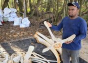 KKP Teliti Temuan Bangkai Paus yang Terdampar di Kawasan Konservasi