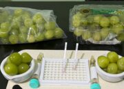 Hasil Uji 90% Negatif Residue Pestisida, NFA Pastikan Anggur Muscat Aman Dikonsumsi