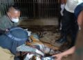 Terperangkap di Solok, Harimau Sumatera Dipindahkan ke TMSBK Bukittinggi