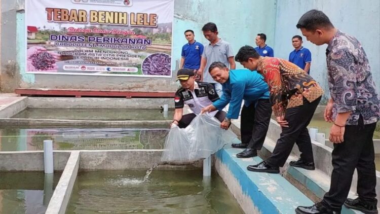 Lapas Suliki Punya Budidaya Lele, jadi Program Pembinaan Napi 1 Pelepasan benih ikan lele di kolam milik Lapas Suliki pada Jumat (14/11). ANTARA/HO-LapasSuliki