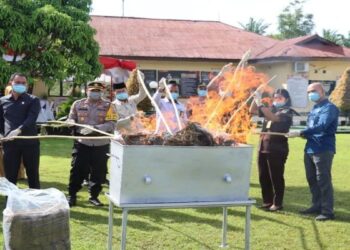 Polres Pasaman Barat Bakar 28,8 Kg Ganja BB Tindak Pidana Narkoba