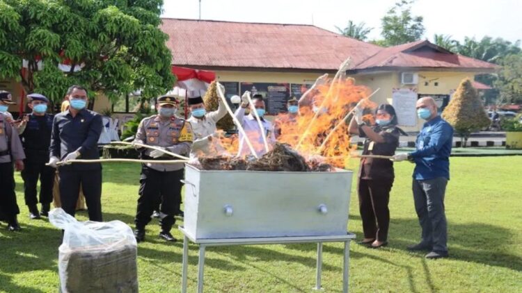 Polres Pasaman Barat saat memusnahkan barang bukti narkoba jenis daun ganja sebanyak 28,8 kilogram dengan cara dibakar halaman Polres setempat, Senin (25/11/2024). Antara/HO-Humas Polres Pasaman Barat.