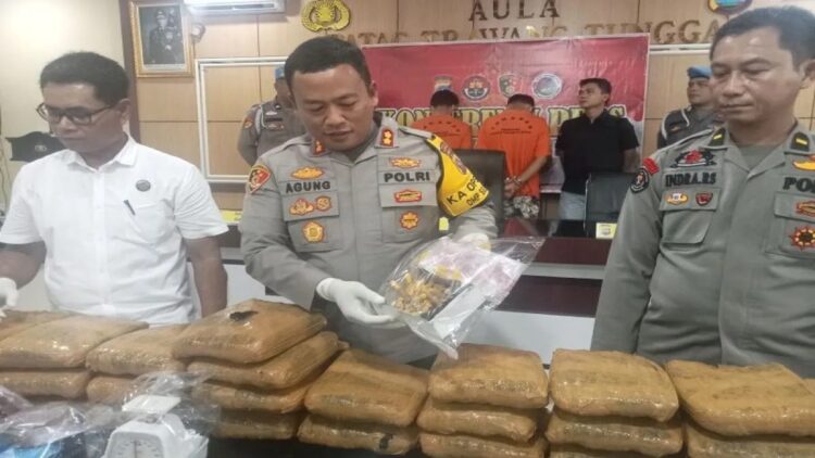 Kepala Polres Pasaman AKBP Agung Tribawanto (tengah) saat memperlihatkan barang bukti ganja yang diamankan beberapa waktu lalu. Dari pengakuan tersangka, narkoba itu berasal dari Penyabungan Madina Sumatera Utara. (Antara)