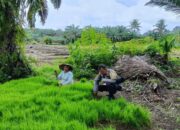 Dukung Program Asta Cita, Polres Pasbar Jadikan Bhabinkamtibmas Pelopor Ketahanan Pangan