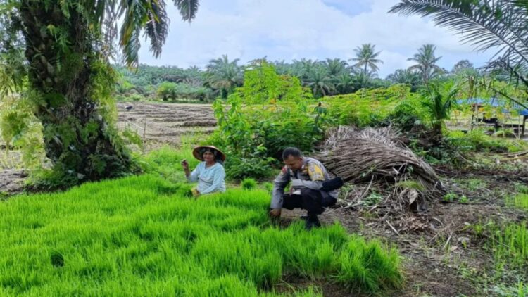 Personel Bhabinkamtibmas Polres Pasaman Barat turun ke petani memberikan semangat dan dorongan ke petani dalam rangka menyukseskan program ketahanan pangan. (Antara/HO-Humas Polres Pasaman Barat).