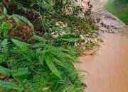 Jalan Watas-Bancah Laweh Pasaman Diterjang Longsor, Akses Lalu Lintas Terganggu