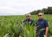 PTPN Inisiasi Program PSR Intercropping Padi Dukung Swasembada Pangan Nasional
