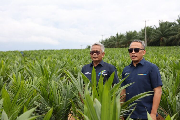 PTPN Inisiasi Program PSR Intercropping Padi Dukung Swasembada Pangan Nasional 1 Dirut PTPN III M Abdul Ghani dan Dirut PTPN IV PalmCo Jatmiko Santosa di tengah bibit sawit di salah satu sentra bibit di Riau. PTPN akan melakukan pilot project penanaman padi gogo melalui mekanisme intercropping guna mendukung swasembada pangan nasional.