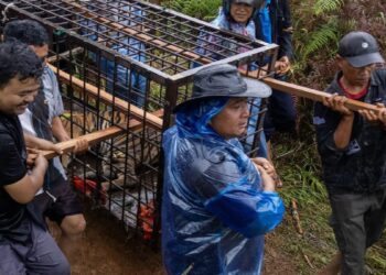 Warga bersama petugas BKSDA Sumbar mengevakuasi seekor harimau Sumatera yang masuk perangkap di Kabupaten Solok, Kamis (14/11/2024). (ANTARA/Muhammad Zulfikar)