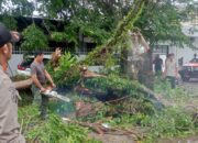 Pohon Tumbang di Padang Hambat Jalan dan Rusak Dua Mobil