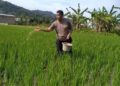 Personel Polsek Lubukbegalung, Aipda Dian Pitok membantu memberi pupuk sawah milik warga di kawasan Aurduri. (dok. istimewa)