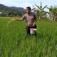 Personel Polsek Lubukbegalung, Aipda Dian Pitok membantu memberi pupuk sawah milik warga di kawasan Aurduri. (dok. istimewa)