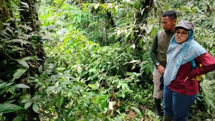 Sepuluh Knop Bunga Rafflesia di Agam Gagal Mekar 1 Petugas BKSDA Sumbar sedang monitoring bunga rafflesia di Paninjauan, Kecamatan Tanjung Raya, Kabupaten Agam. (Dok Antara/Yusrizal)