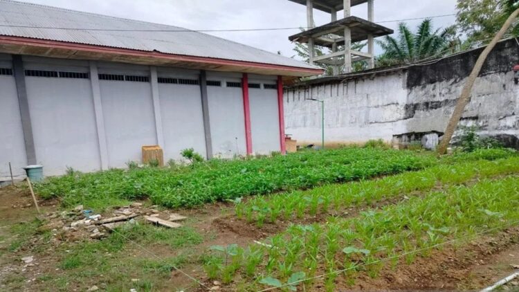 Dukung Ketahanan Pangan, Lapas Lubuk Basung Gunakan Lahan Kosong Tanam Sayur Mayur 1 Kebun sayur kangkung milik Lapas Kelas IIB Lubuk Basung, Kabupaten Agam. Dok Antara/Yusrizal