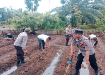 Tanam Jagung untuk Ketahanan Pangan, Polres Pasbar Manfaatkan Pekarangan Kantor