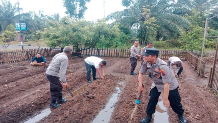 Jajaran Polsek Pasaman, Kabupaten Pasaman Barat menanam jagung di pekarangan kantor dan rumah dinas upaya menjaga ketahanan pangan di daerah itu, Sabtu (7/12/2024). ANTARA/HO-Humas Polres Pasaman Barat.