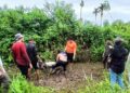 BKSDA Sumbar Evakuasi Seekor Tapir di Pasaman Barat