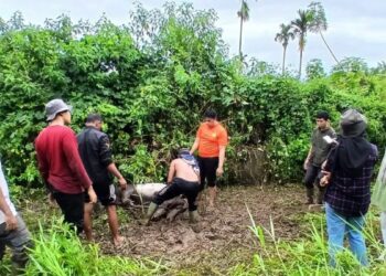 BKSDA Sumbar Evakuasi Seekor Tapir di Pasaman Barat