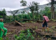 Kagetkan Warga, Seekor Harimau Muncul Tiba-tiba di Muaro Pauh Agam