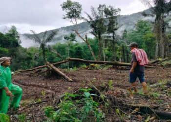 Kagetkan Warga, Seekor Harimau Muncul Tiba-tiba di Muaro Pauh Agam