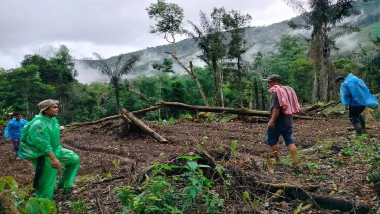 Kagetkan Warga, Seekor Harimau Muncul Tiba-tiba di Muaro Pauh Agam 1 Petugas BKSDA Sumbar bersama COP saat sedang mencari jejak keberadaan harimau sumatera di Pasaman, Minggu (21/12/2024). Hari ini, di Agam warga juga melihat seekor harimau saat memburu babi Rabu (25/12/2024). ANTARA/Yusrizal.
